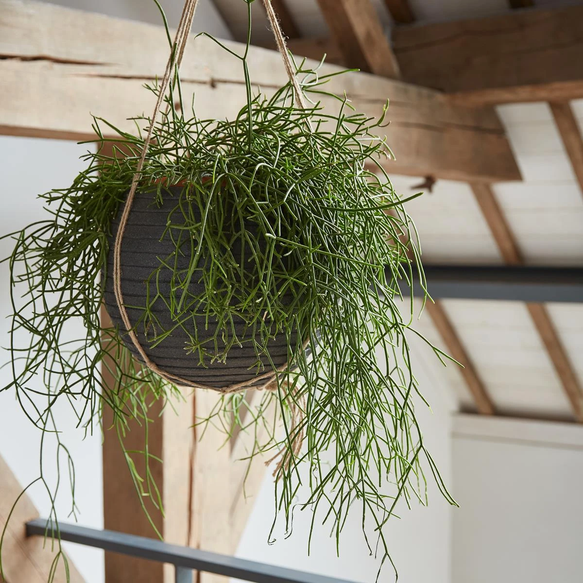 Capi Europe Nature Rib Vaas Rond Bloempot 40 Cm 4 Capi Europe Nature Rib Vaas Rond Bloempot 40 Cm - Afbeelding 2