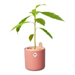 Elho Amazing Avocado Pot Ø 12 Cm - Roze 12 Elho Amazing Avocado Pot Ø 12 Cm - Roze -Tuinproducten 10931260