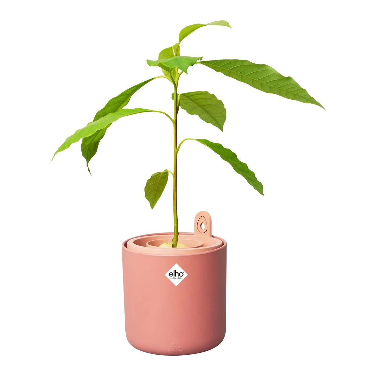 Elho Amazing Avocado Pot Ø 12 Cm - Roze 7 Elho Amazing Avocado Pot Ø 12 Cm - Roze - Afbeelding 5