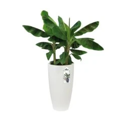 Elho Pure Soft Round High Bloempot Ø 35 Cm - Wit 13 Elho Pure Soft Round High Bloempot Ø 35 Cm - Wit -Tuinproducten 11435325