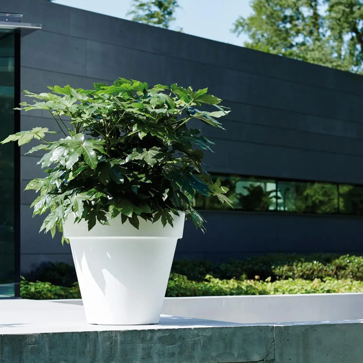 Elho Pure Round Bloempot Ø 50 Cm - Wit 9 Elho Pure Round Bloempot Ø 50 Cm - Wit - Afbeelding 7