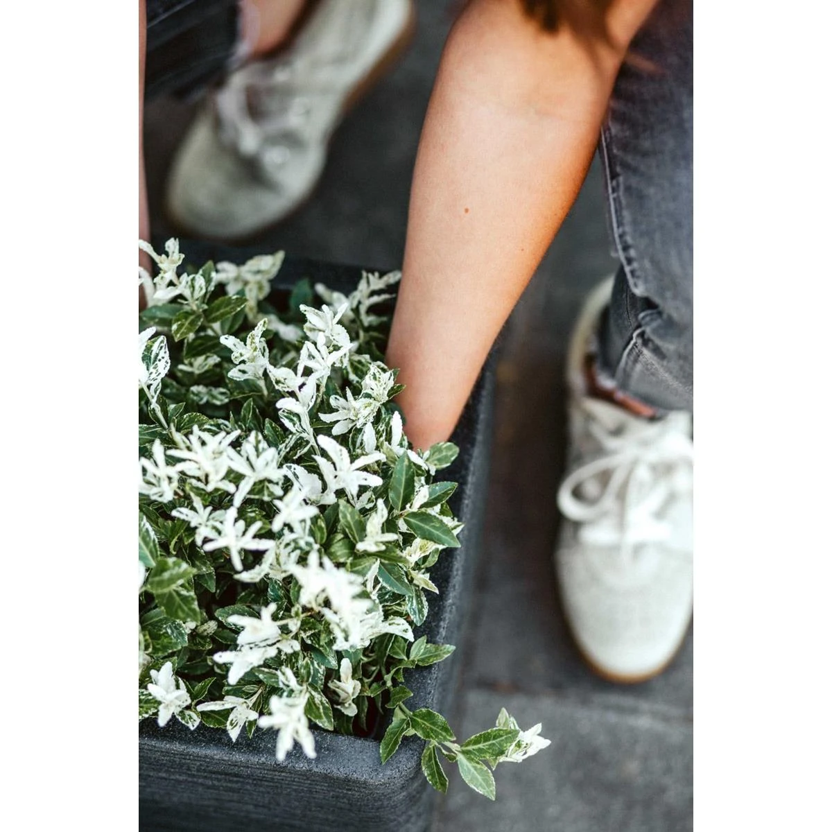 Capi Nature Rib Pot Vierkant NL Ivoor 40 X 40 X 40 Cm 8 Capi Nature Rib Pot Vierkant NL Ivoor 40 X 40 X 40 Cm - Afbeelding 6