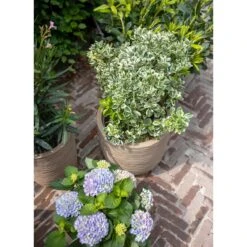 Capi Europe Vaas Elegant Laag Waste Rib NL - 46x58 - Terrazzo Beige 24 Capi Europe Vaas Elegant Laag Waste Rib NL - 46x58 - Terrazzo Beige -Tuinproducten 11760697