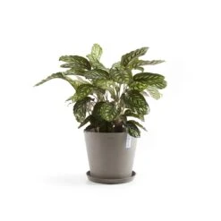 Ecopots Amsterdam Pot Ø 40 Cm - Taupe 18 Ecopots Amsterdam Pot Ø 40 Cm - Taupe -Tuinproducten 9437010