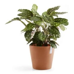 Ecopots Amsterdam 40 15 Ecopots Amsterdam 40 -Tuinproducten 9461457