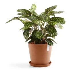 Ecopots Amsterdam 40 19 Ecopots Amsterdam 40 -Tuinproducten 9479982