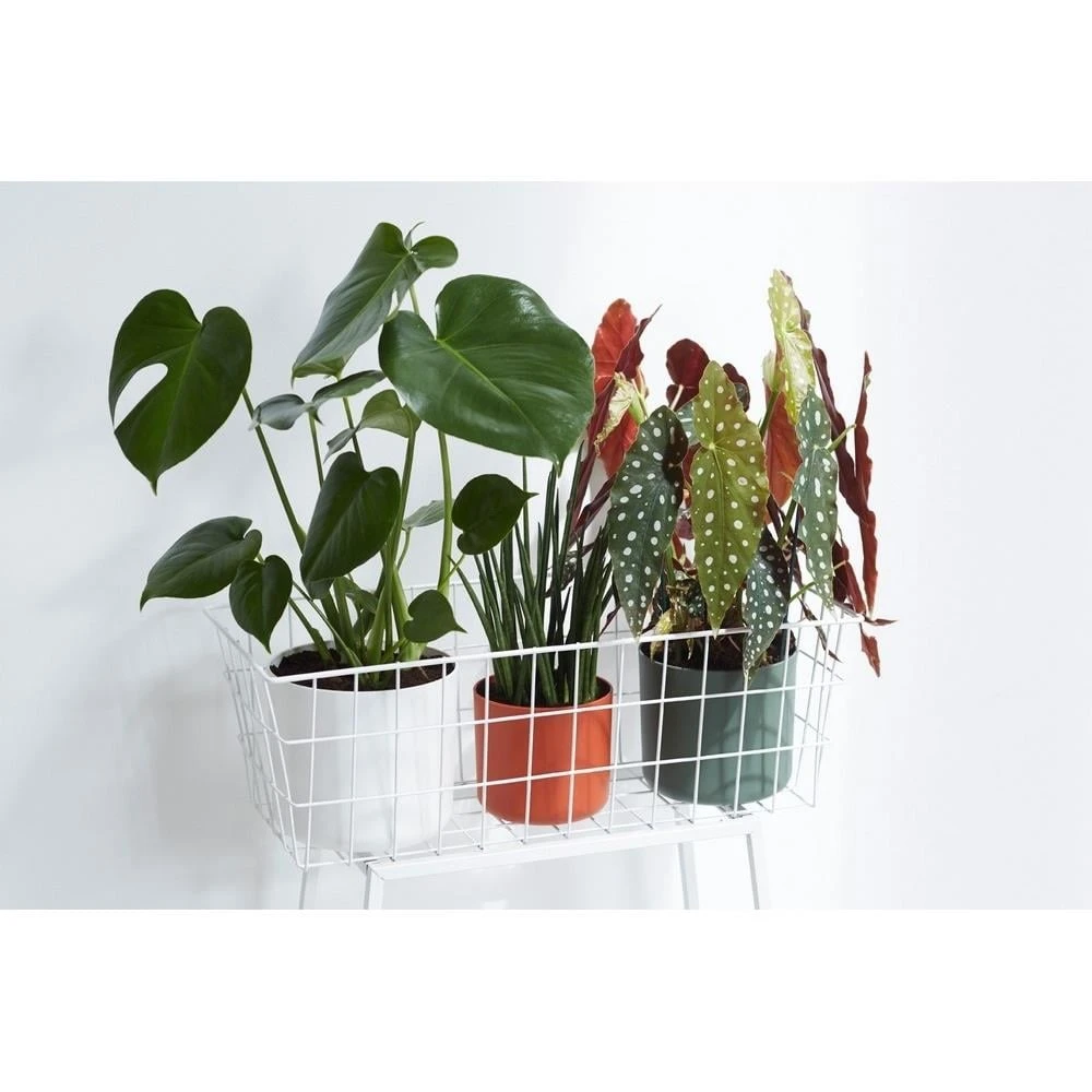 Elho B.For Soft Bloempot Rond 25 Cm 7 Elho B.For Soft Bloempot Rond 25 Cm - Afbeelding 5