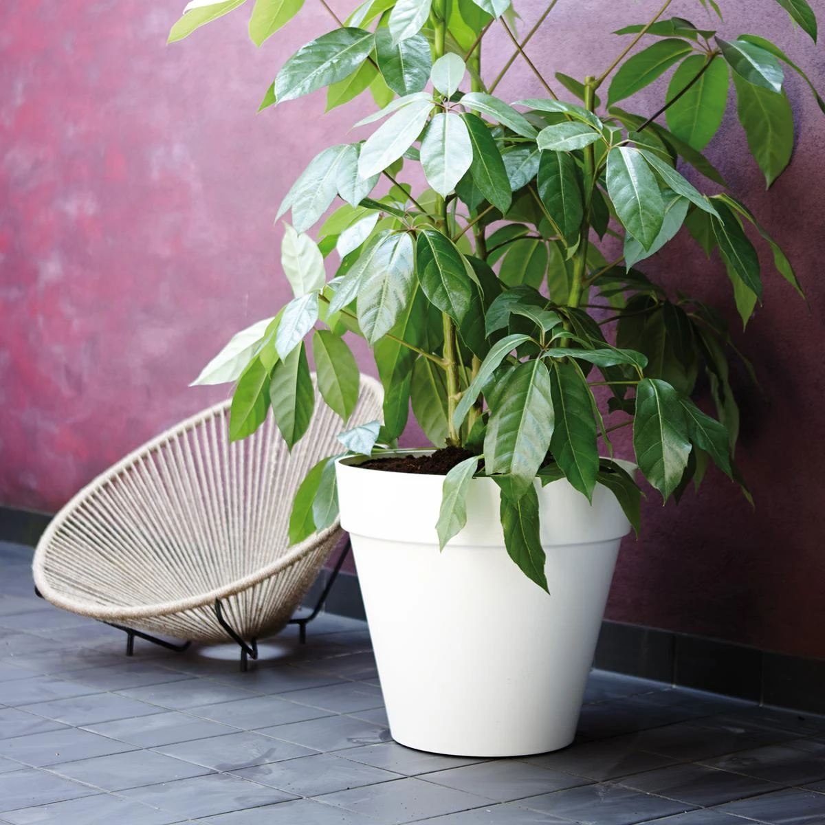 Elho Loft Urban Round Bloempot 50 Cm Met Wielen 5 Elho Loft Urban Round Bloempot 50 Cm Met Wielen - Afbeelding 3