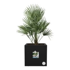 Elho Vivo Next Plantenbak B 40 Cm - Zwart 13 Elho Vivo Next Plantenbak B 40 Cm - Zwart -Tuinproducten 9486781