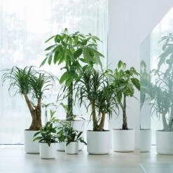 Elho B.For Soft Bloempot Rond 25 Cm 10 Elho B.For Soft Bloempot Rond 25 Cm -Tuinproducten 9752049