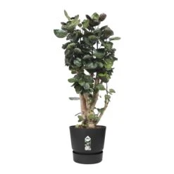 Elho Greenville Bloempot 47 Cm -Tuinproducten 9930780